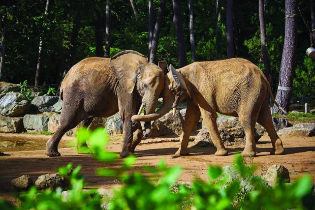 Les zoos aujourd’hui : des missions de sensibilisation, d’éducation, de recherche et de conservation