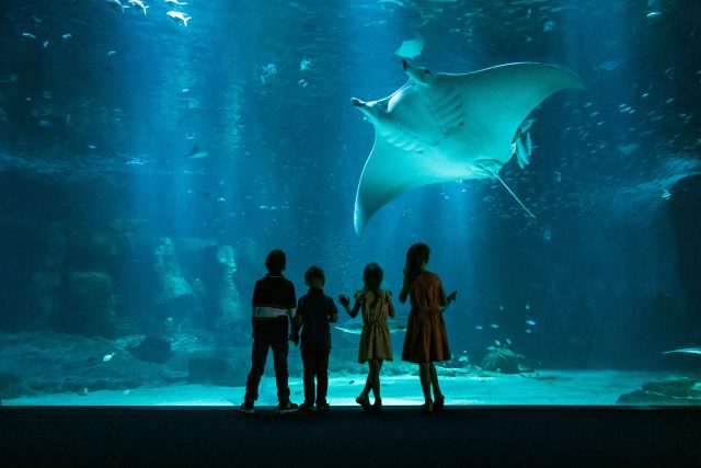 Nausicaá : agir pour l’océan, avec le plus grand aquarium d’Europe !