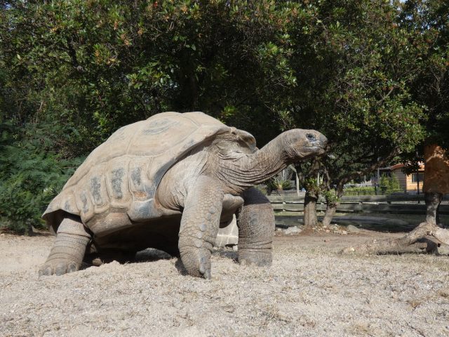 La Vallée des Tortues, un parc consacré à cet animal à carapace