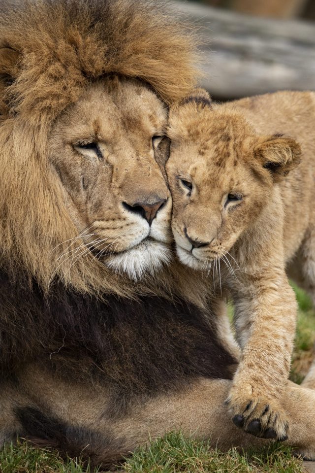 African Safari : dépaysement garanti vers Toulouse