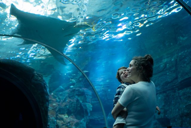 Féerie de Noël sous le signe de la mer chez Nausicaa !