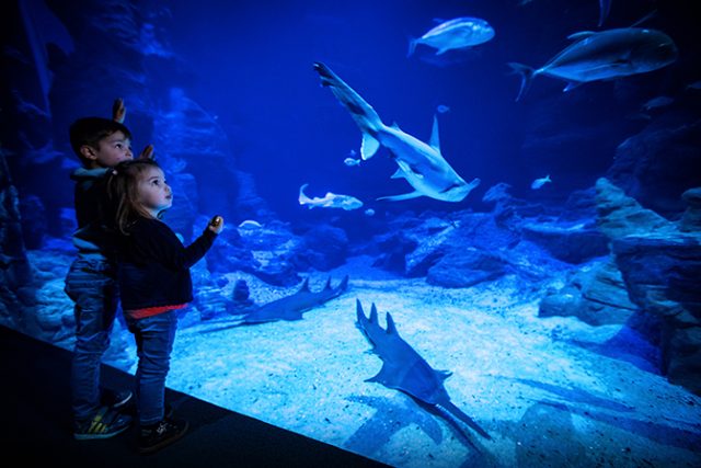 Explorer, apprendre, s’émerveiller à Planet Ocean Montpellier