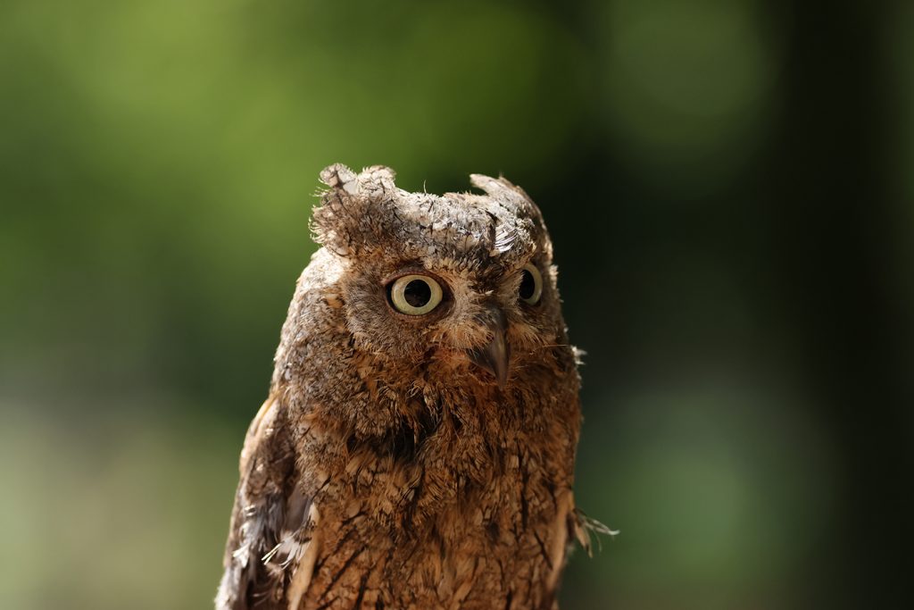 Rapaces et perroquets