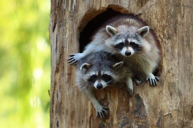 NaturOparC : un engagement pour la Biodiversité !