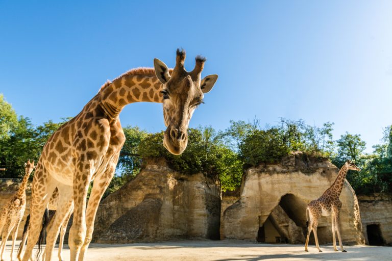 BIOPARC – ZOO DE DOUÉ LA FONTAINE