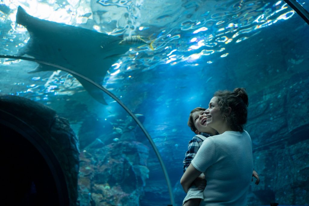 Féerie de Noël sous le signe de la mer chez Nausicaa !