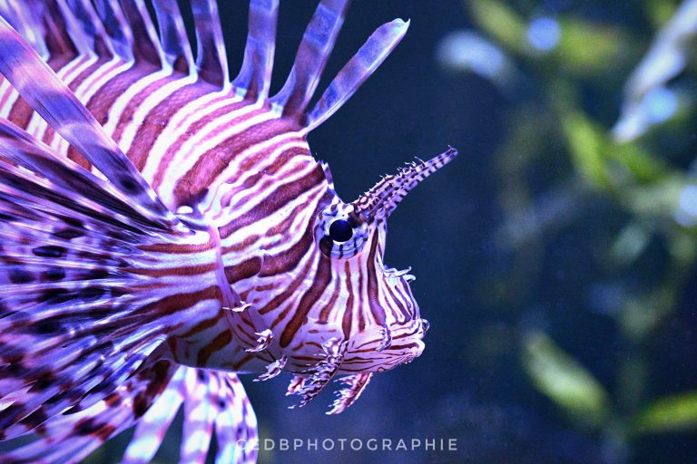 AQUARIUM D&rsquo;AMNEVILLE