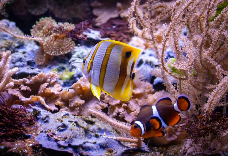 AQUARIUM DE LYON