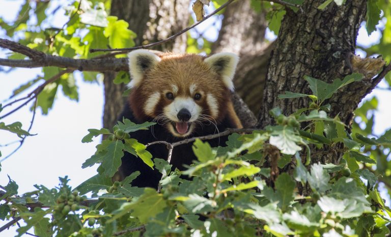 PARC ANIMALIER D&rsquo;AUVERGNE