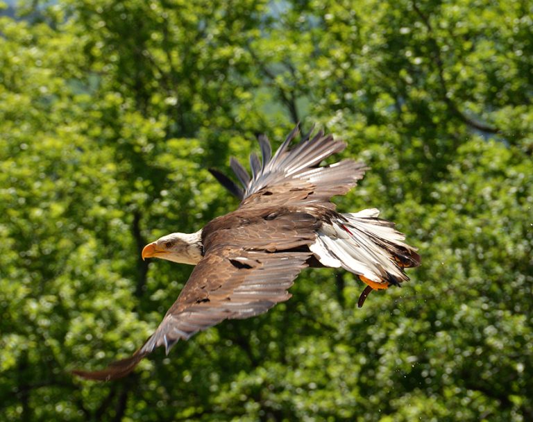 ROCHER DES AIGLES