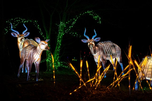 2022-Lumieres-sauvages-170 Wow Safari Peaugres : l’aventure grandeur nature pour les salariés !