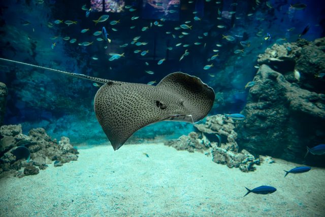 Aquarium de Lyon : plongée au cœur de 39 écosystèmes sous-marins !