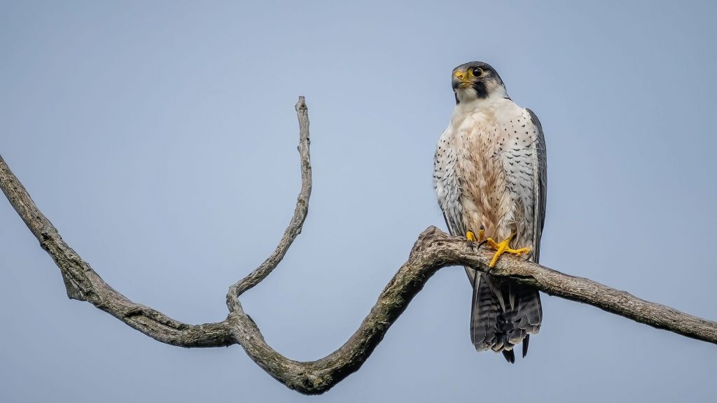 À la découverte des trésors sauvages d’Auvergne