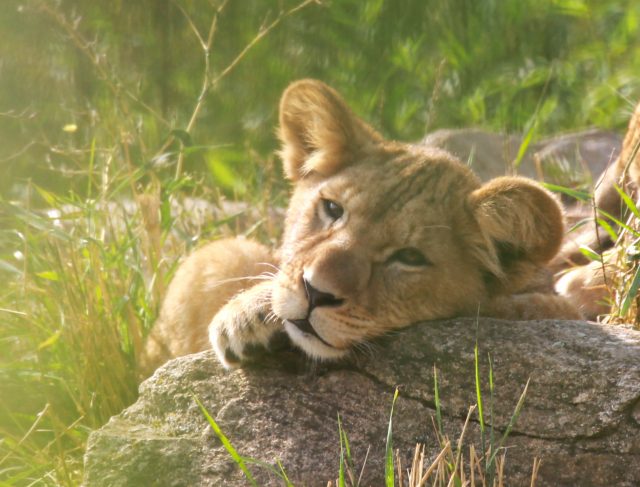 Parc_Animalier_d_Auvergne__ Un moment privilégié avec la nature, au Parc Animalier d’Auvergne !