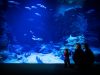 Planet Ocean Montpellier : cap sur les beautés de la mer et de l’univers ! lanet Ocean Montpellier aquarium et planétarium Odysseum