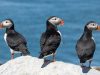 Bretagne, une région de sites animaliers Bretagne : sites animaliers pour sorties CSE entre faune et nature