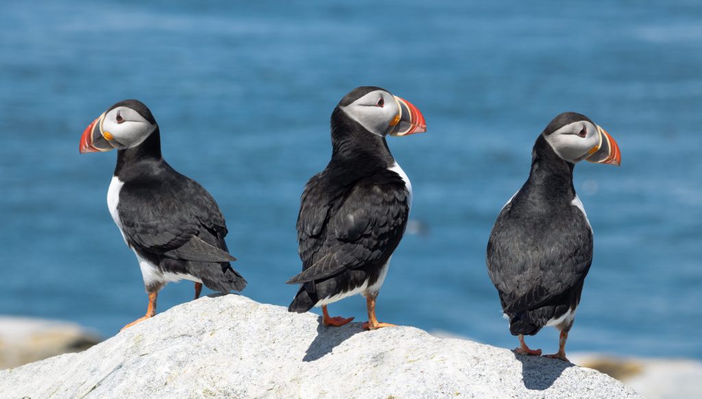 Bretagne : sites animaliers pour sorties CSE entre faune et nature