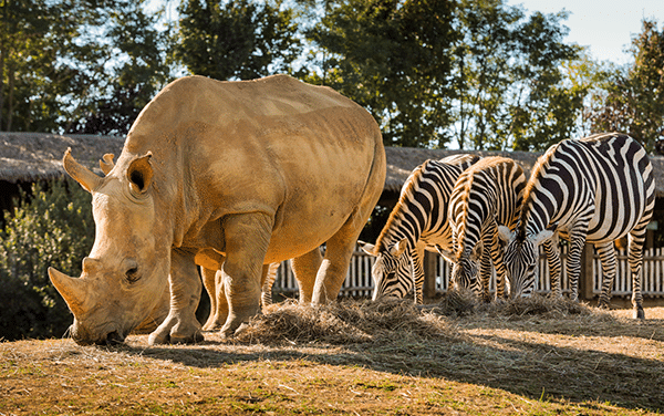 zoo-boissiere-dore zoo-boissiere-2026