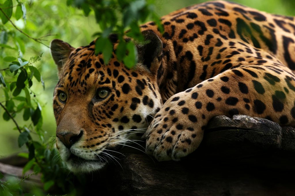Le Zoo d'Amnéville fête ses 40 ans, sortie CSE en Moselle