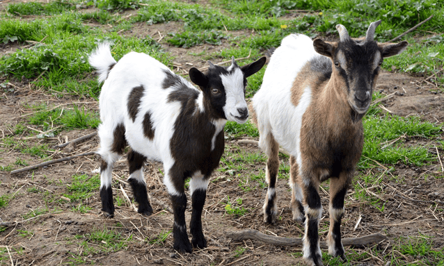 Magazine_CSE_influenceCSE_Parc_de_la_Coccinelle_billetterie_CSE_parc_attractions_zoo_10