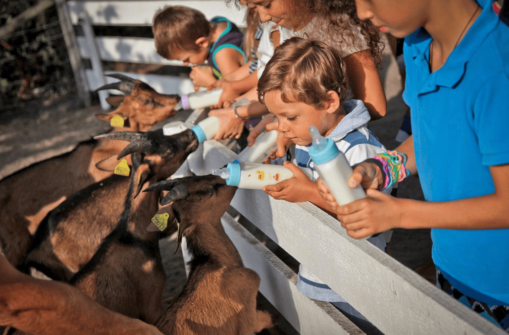 Magazine_CSE_influenceCSE_Parc_de_la_Coccinelle_billetterie_CSE_parc_attractions_zoo_6