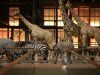 400 ans de découvertes… et toujours la capacité à émerveiller ! La Grande Galerie de l'Évolution du Muséum, sortie CSE